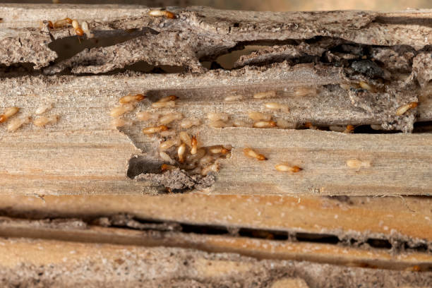 Best Residential Pest Control  in Brackenridge, PA