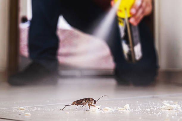 Best Local Pest Control Services  in Brackenridge, PA
